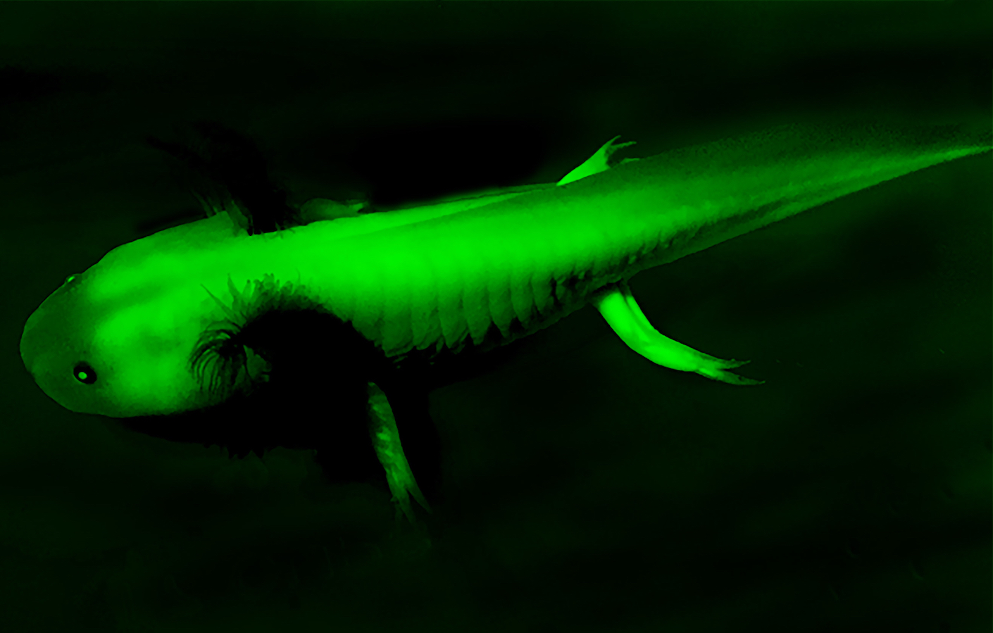 GFP_axolotl