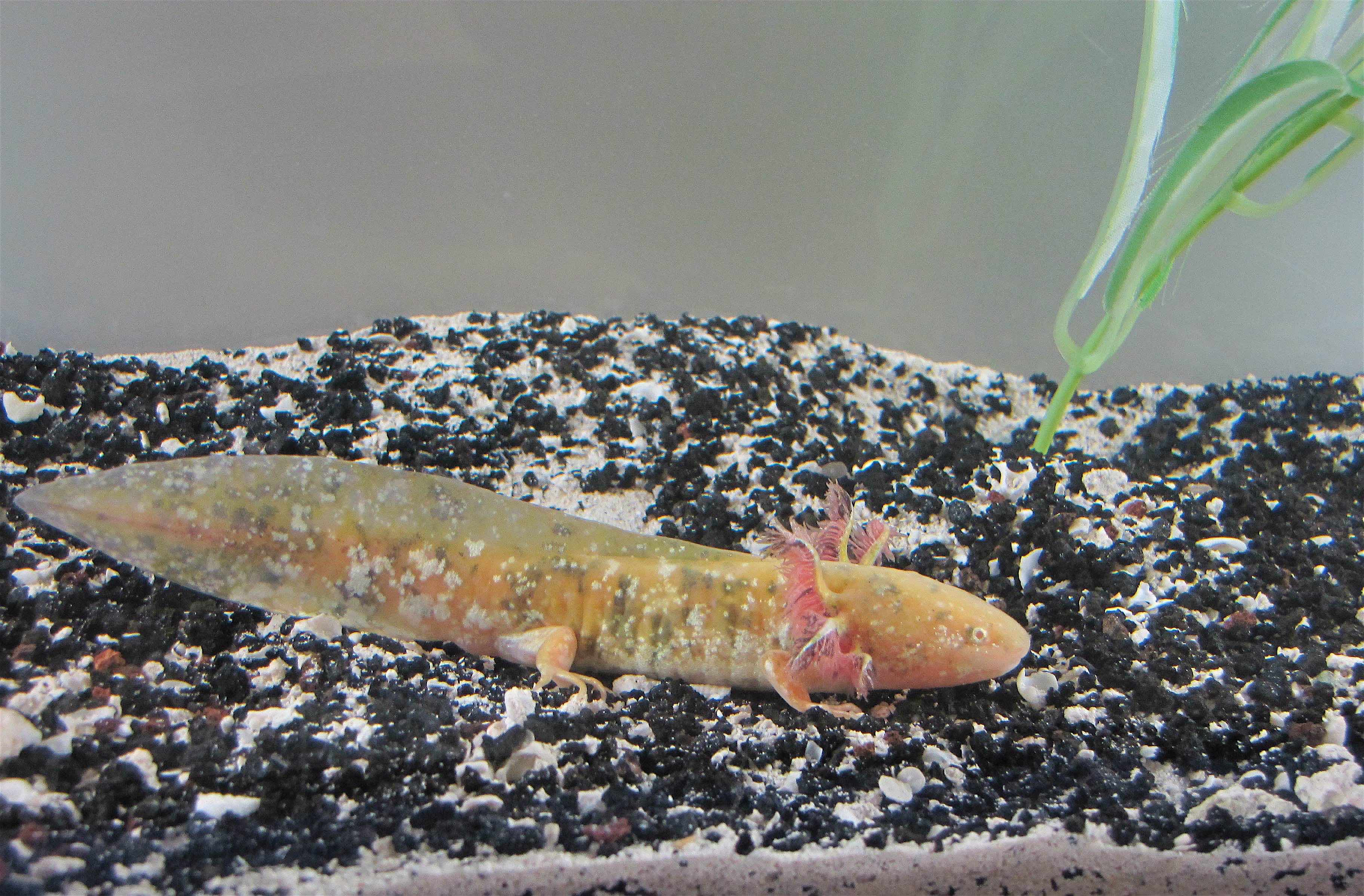 Genome_Axolotl