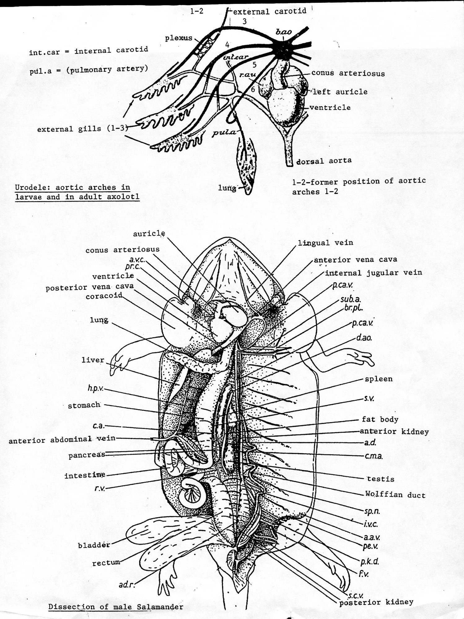 Anatomy 1